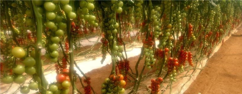 tomate.jpg