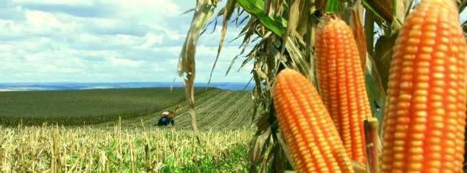 milho.jpg